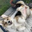 Sully, Welsh Corgi Pembroke