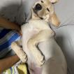 Peter, Labrador Retriever