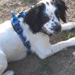 Dora, English Springer Spaniel