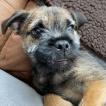 Jujubee, Border Terrier