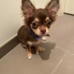 Sam, Chihuahua