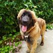 Shelly, Leonberger