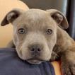 Tara, Staffordshire Bull Terrier