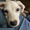 Sienna, Dalmatien