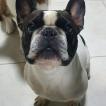 Logan, Bulldog Francés