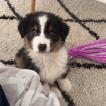 Twix, Australian Shepherd