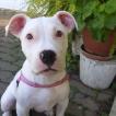 Gamora, Dogo Argentino