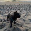 Ugo, Bouledogue francese