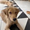 Léo, Golden Retriever