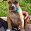 Timmy, American staffordshire terrier
