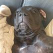 Terra nueva, Dogo Canario