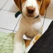 Dereck, Beagle