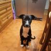 RAMSES, Border Collie