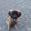 Lucy, Leonberger