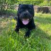 Mali, Staffordshire Bull Terrier