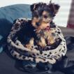 Jiménez Luzardo, Yorkshire Terrier