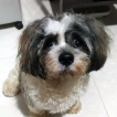 Teddy, Shih Tzu