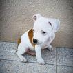 ToKyo, Staffordshire Bull Terrier