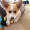 Toby, Welsh Corgi Pembroke