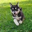 Decaro, Husky Siberiano