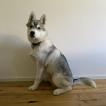 Oskar, Husky Siberiano