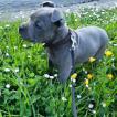 Tara, Staffordshire Bull Terrier