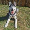 Mazee, Husky Siberiano