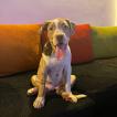 Xena, Bulldog americano