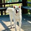 SHODAI, Akita Inu