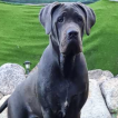 George, Mastín Napolitano