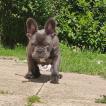 Boo, Bouledogue francese