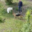 Shadow, Berger Blanc Suisse