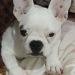 Liah, Bulldog Francés