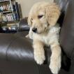 Lizzy, Golden Retriever
