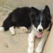 Zoey, Border Collie