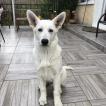 Taïko, Berger Blanc Suisse