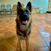 Kurama, Perro Pastor Alemán