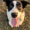 Zoe, Border Collie