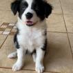 Zoe