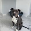 Blue, American Staffordshire Terrier