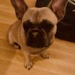 Sépia, Bouledogue Français