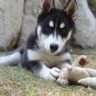 Steel, Husky Siberien