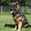 sherkan, Berger Allemand