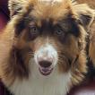 thao, Australian Shepherd