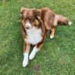 thao, Australian Shepherd