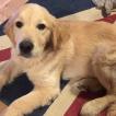 Snoop, Golden Retriever