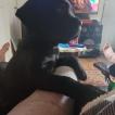 David, Cane Corso