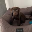Tina, Labrador Retriever