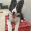 Una, Border Collie