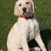 Tina, Labrador Retriever